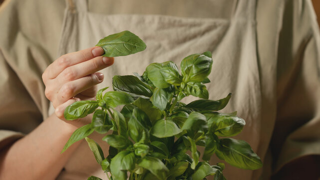 Close-up of a woman in a rustic linen apron holding a freshly picked green basil leaf above a fresh plant in warm lighting. Cozy culinary process, organic ingredient preparation, and healthy cooking.