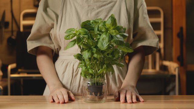 Medium shot of a woman in a linen apron resting her hands on a wooden table next to a fresh green potted basil plant in glass jar in a kitchen. Cozy home cooking, organic culinary, and recipe content.