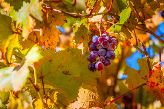 A close-up shot of a single bunch of red grapes hangs from a vine in a vineyard Piedmont, Italy.