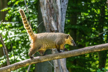 Fototapeta premium South American coati, Nasua nasua is a coati species from tropical and subtropical South America.