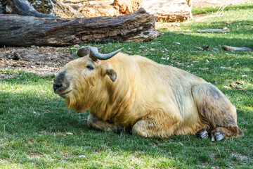 Portrait of a golden Takin, Budorcas taxicolor bedfordi with curved horns and thick fur © rudiernst