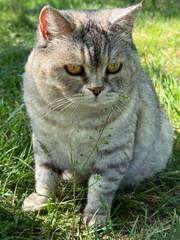 Kitty sitting in the grass vertical  © OLENA LIALINA