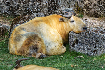 Portrait of a golden Takin, Budorcas taxicolor bedfordi with curved horns and thick fur © rudiernst