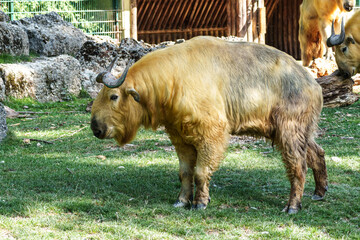 Portrait of a golden Takin, Budorcas taxicolor bedfordi with curved horns and thick fur © rudiernst