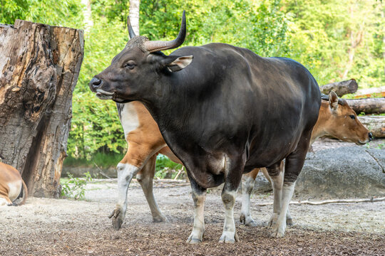 Banteng, Bos javanicus or Red Bull is a type of wild cattle.