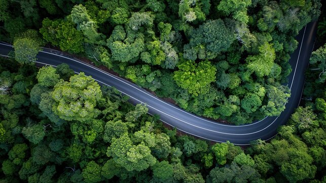 Aerial View of a Winding Road Traversing a Dense Green Forest