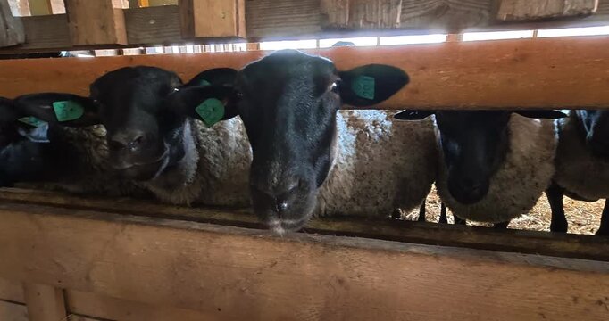 Sheep farm. Farm life, animal care.