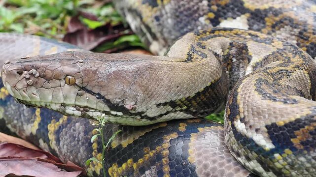 Reticulated python on the grass coiled low to the ground amidst green plants and foliage.