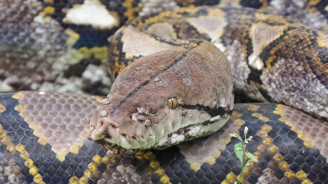 Reticulated python on the grass coiled low to the ground amidst green plants and foliage.
