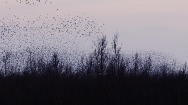 Starling murmuration swirls over Tiengemeten island at golden dusk, thousands of birds forming fluid shapes against a dramatic Dutch sky