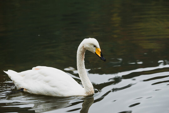 Cygnus cygnus A swan swims in a pond and drinks water; a wildlife photograph taken in a nature reserve. A peaceful scene.