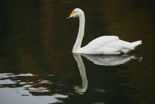Cygnus cygnus A swan swims in a pond and drinks water; a wildlife photograph taken in a nature reserve. A peaceful scene.