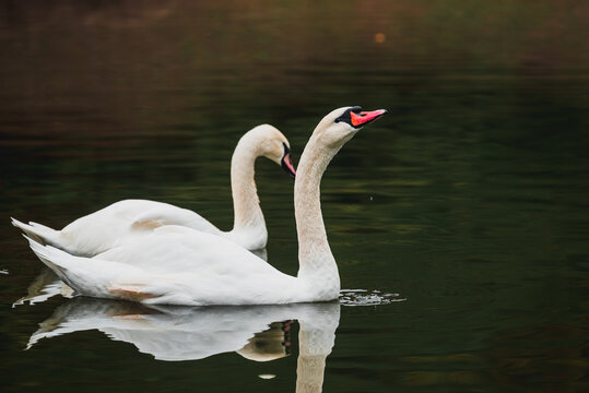Cygnus olor. A pair of swans swimming and drinking in a pond; a wildlife photograph taken in a nature reserve. A peaceful scene. Romance, swan fidelity, a pair.