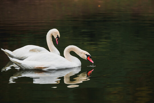 Cygnus olor. A pair of swans swimming and drinking in a pond; a wildlife photograph taken in a nature reserve. A peaceful scene. Romance, swan fidelity, a pair.