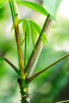 Cassava plant