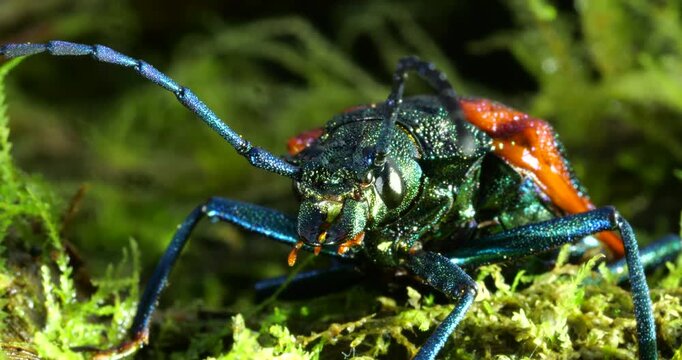 A brightly coloured rainforest beetle. In Napo province, Ecuador.