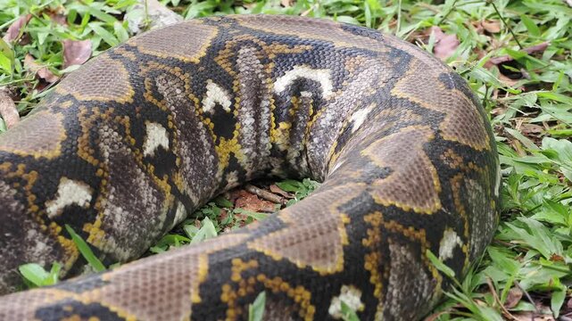 Reticulated python on the grass coiled low to the ground amidst green plants and foliage.