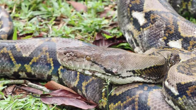 Reticulated python on the grass coiled low to the ground amidst green plants and foliage.