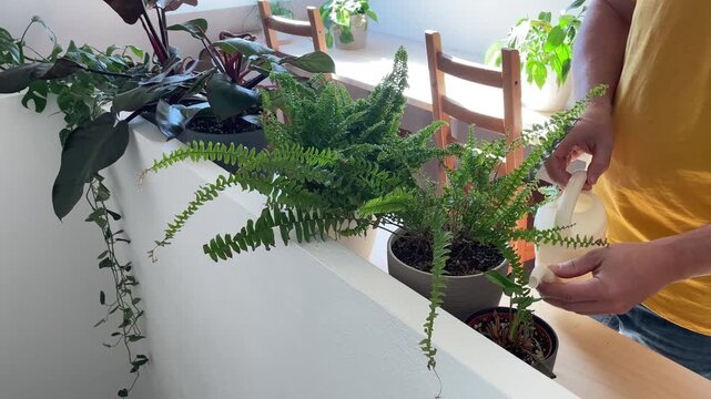 Man watering a houseplant with a watering can at home
