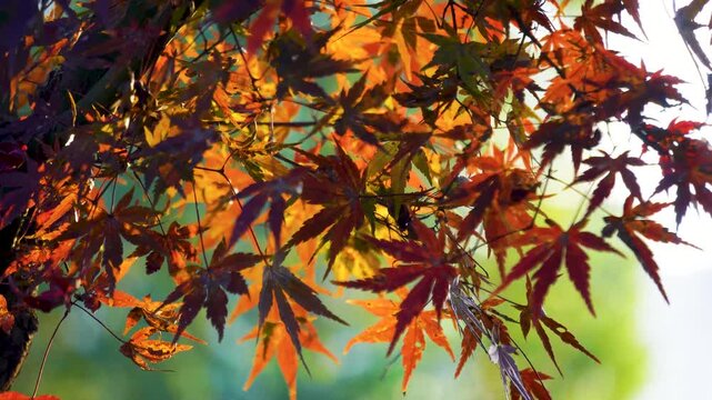 Colorful Autumn Maple Leaves Backlit in Warm Sunlight