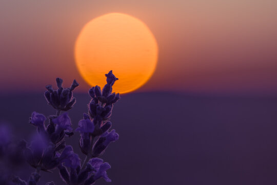 Silhouette of lavender flowers against vibrant orange sunset sky at twilight in serene natural landscape
