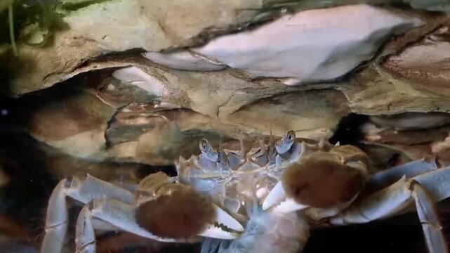 Chinese mitten crab underwater in rocky freshwater habitat, close-up macro shot showing detailed carapace, eyes, and claws