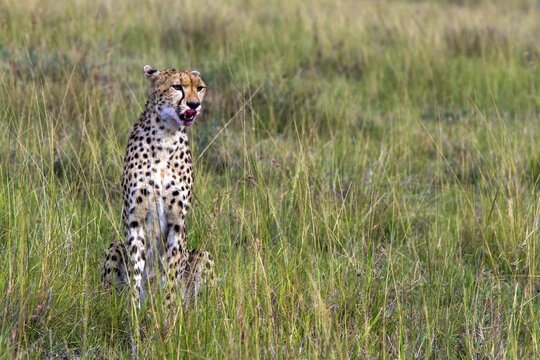 Cheetah (Acinonyx jubatus), Masai Mara National Park, Kenya