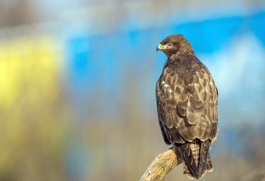 Animals, birds, birds of prey, common buzzard (Buteo buteo), Baden-W&uuml;rttemberg, Federal Republic of Germany