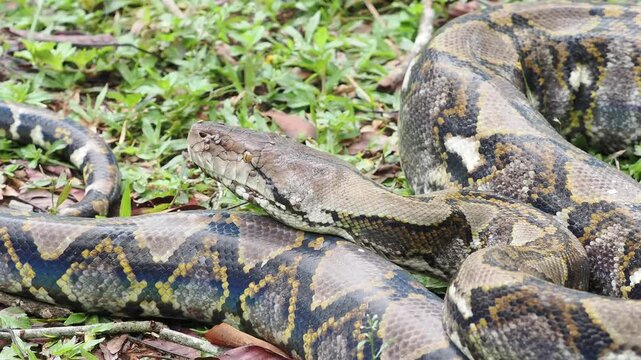 Reticulated python on the grass coiled low to the ground amidst green plants and foliage.
