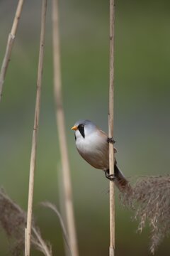 Bearded tit or reedling (Panurus biarmicus) adult male bird on a Common reed stem in a reedbed, England, United Kingdom
