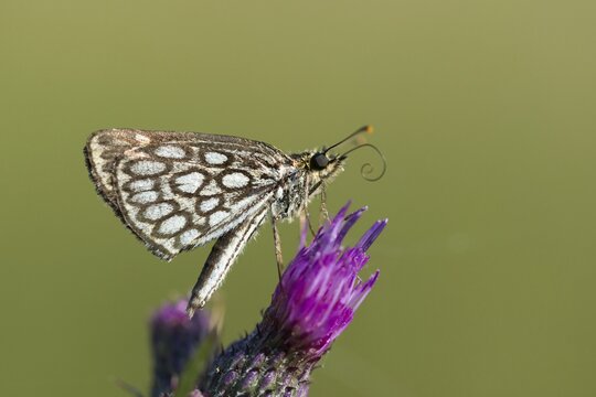 Hesperiidae, heteropterus morpheus, large chequered skipper, mirrorspot thighead, butterfly, thighead, insects, butterfly, butterflies