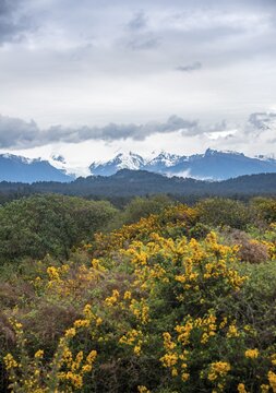 View of the New Zealand Alps, Kā Tiritiri o te Moana, with Fox Glacier, Gillespies Beach, Westland National Park, West Coast, South Island, New Zealand