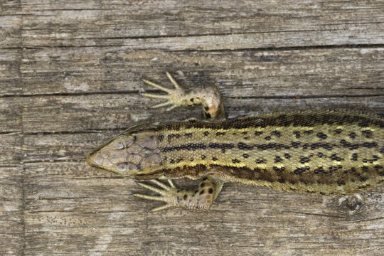 Common lizard (Zootoca vivipara) adult reptile animal resting on a wooden sleeper, England, United Kingdom