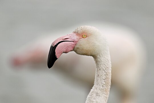 Pink flamingo (Phoenicopterus roseus), head shot, Camargue Regional Nature Park, southern France, France
