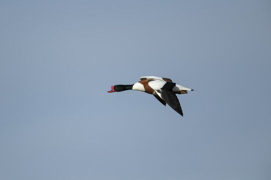 Shelduck (Tadorna tadorna) adult duck bird flying, England, United Kingdom