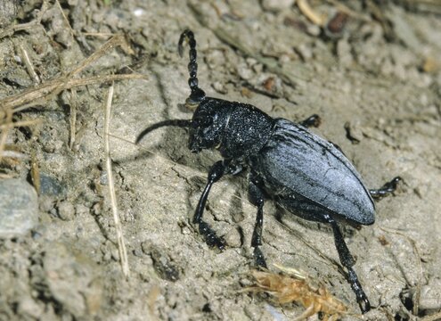 Dorcadion fuliginator, variable trestle, longhorn beetle, insects, beetles