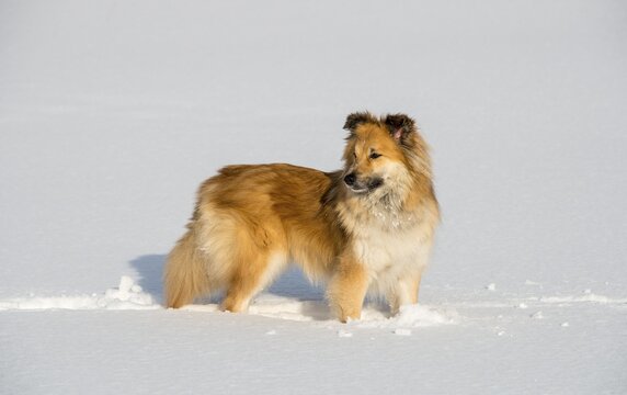 Islanddog (Canis lupus familiaris) runs in snow, also Icelandic Spitz, Icelandic Shepherd, Iceland