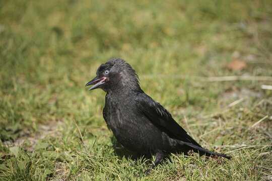 Western jackdaw (Corvus monedula) fledgling, Allg&auml;u, Bavaria, Germany