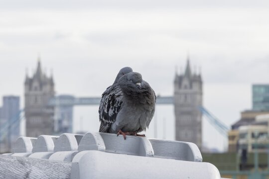 Feral pigeon (Columba livia domestica) two adult birds on the Millenium bridge with Tower bridge in the background, City of London, England, United Kingdom
