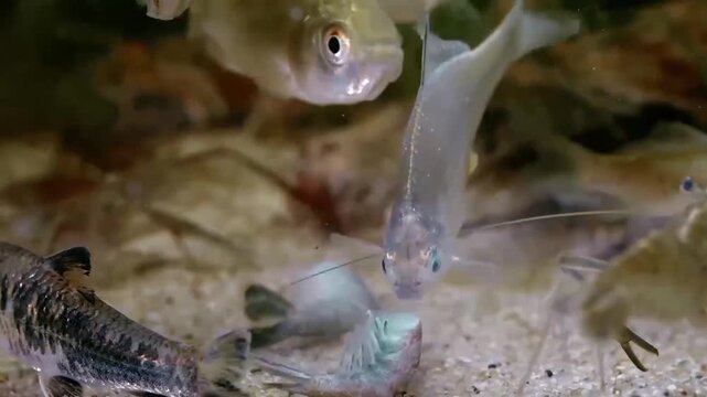 Close-up of small freshwater fish swimming in clear water with aquatic plants and sandy substrate