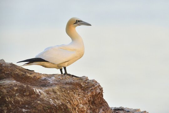 Northern Gannet (Sula bassana), Heligoland, Schleswig-Holstein, Germany