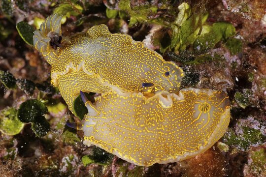 Yellow-violet star snail Star snail (Felimare Picta) in the Mediterranean Sea near Hy&egrave;res. Dive site Giens Peninsula, C&ocirc;te dAzur, France
