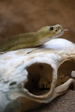 Venomous mexican west coast rattlesnake (Crotalus basiliscus), on cattle skull, captive, tongues, Germany