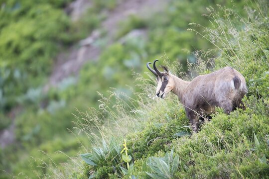 Chamois (Rupicapra rupicapra), Vosges, Alsace-Lorraine, France
