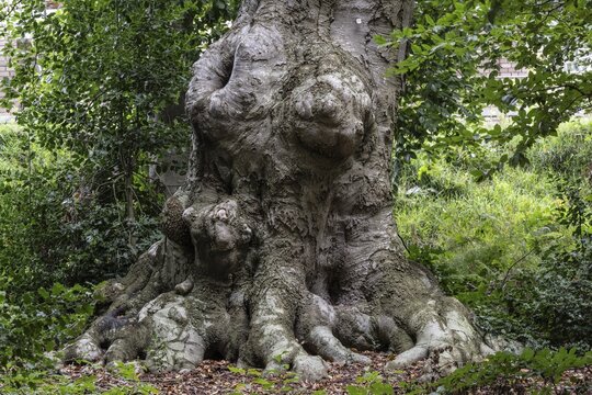 Ancient European beech (Fagus sylvatica), Emsland, Lower Saxony, Germany