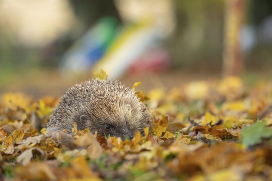 European hedgehog (Erinaceus europaeus) adult animal on fallen autumn leaves in a garden, Suffolk, England, United Kingdom