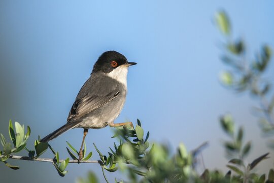 Granelli, Italy, Pantani Cuba and Longarini, velvet warbler, Sardinian warbler, Sylvia melanocephala, migratory bird sanctuary, Pantani Cuba & Longarini migratory bird sanctuary, birds, Italy, male, passeri, songbirds, Sicily, songbirds, foundation pro biodiversity, birds