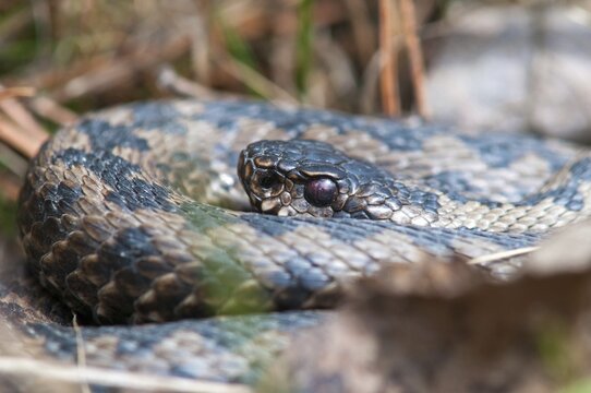 European adder, European viper, venomous snake, vipera berus, critters, poisonous reptilia, reptilia, snakes, snakes
