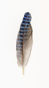 Feather of a jay (Garrulus glandarius), exempted, Vechta, Lower Saxony, Germany
