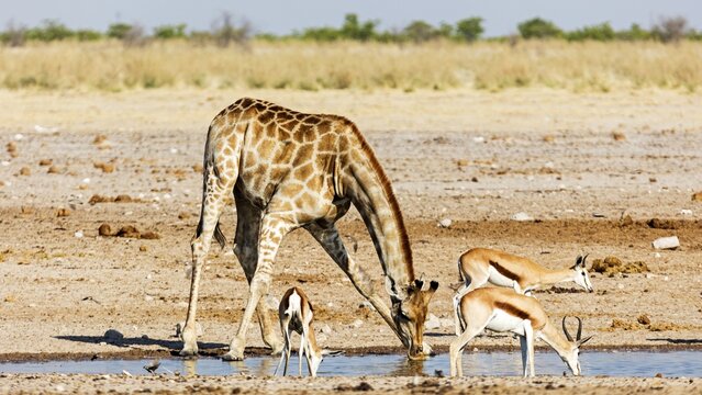 Giraffe (Giraffa), springbok (Antidorcas), drinking, waterhole, Etosha National Park, Namibia